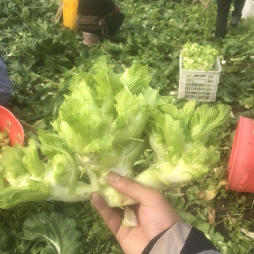 绵竹市儿菜