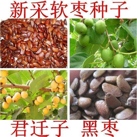 软枣种子，君迁子种子，黑柿子种子，柿子种子