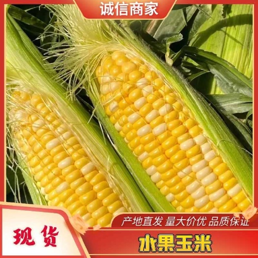 芒市精品甜玉米，水果玉米，糯玉米，颗粒饱满，甘甜可口，产地直供！