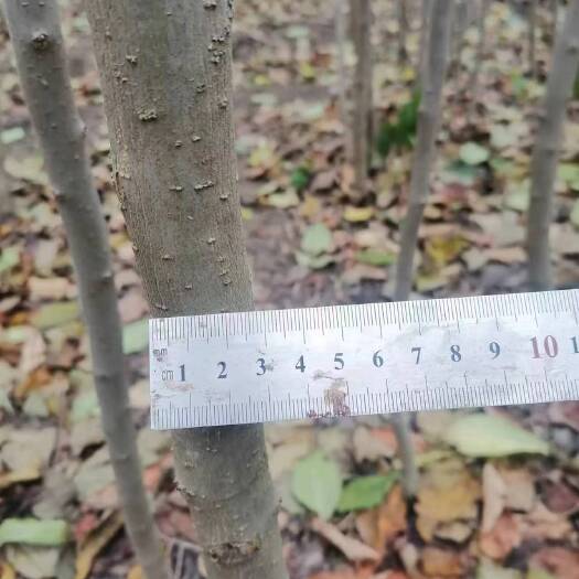 惠民县退林2公分杜仲苗