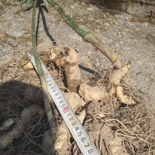 房县二代黄精5000斤，单茎块30cm+