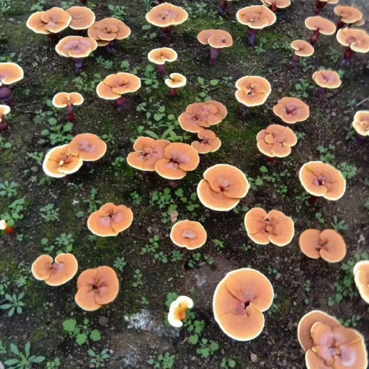 通河县灵芝孢子粉原粉