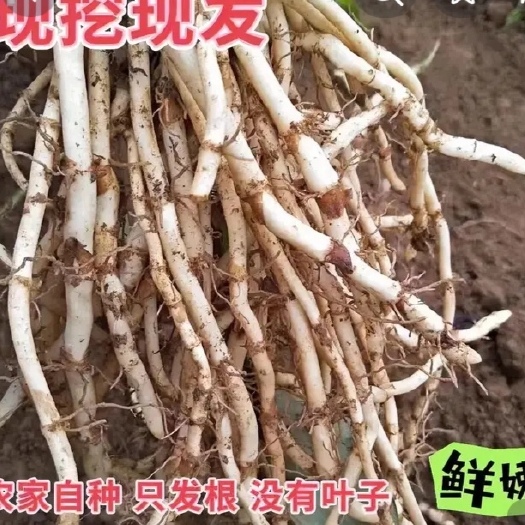 凤凰县湘西折耳根现挖现卖鱼腥草）1斤3斤5斤10斤