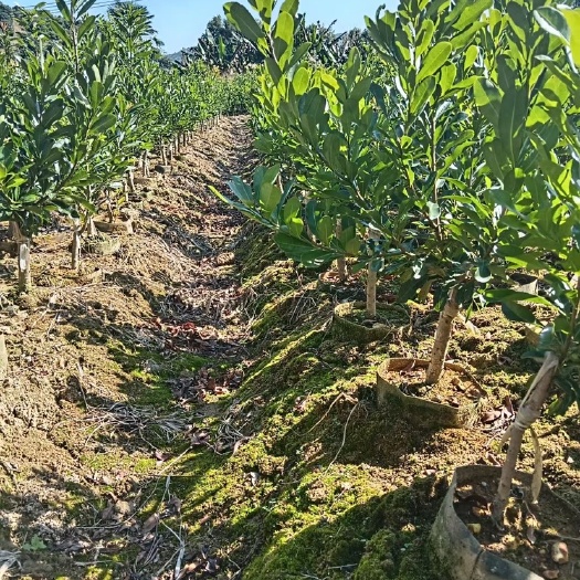 靖州县杨梅树 苗