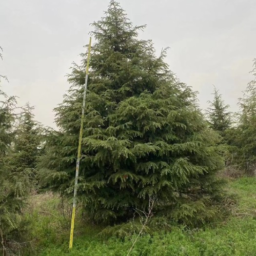 蓝田县西安丰乾白皮松苗木基地常年销售  （1）白皮松：高50公分一