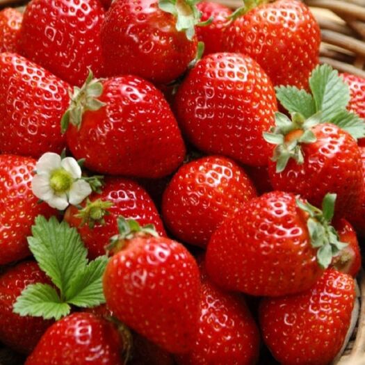 云南夏季草莓已经大量上市了，发往全国各地，欢迎订购