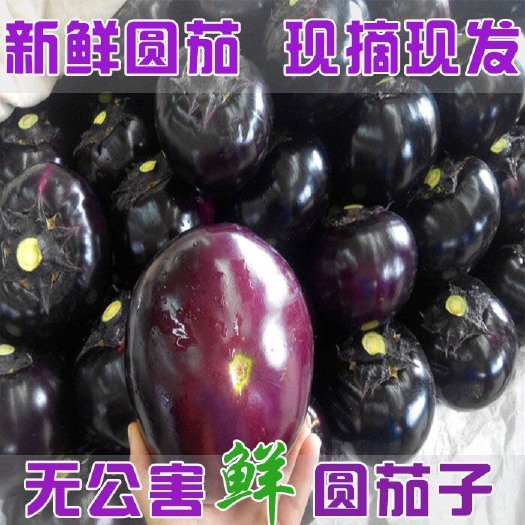 邯郸【现摘批发】河北圆茄子新鲜蔬菜当季现摘现发紫色大圆茄子￼