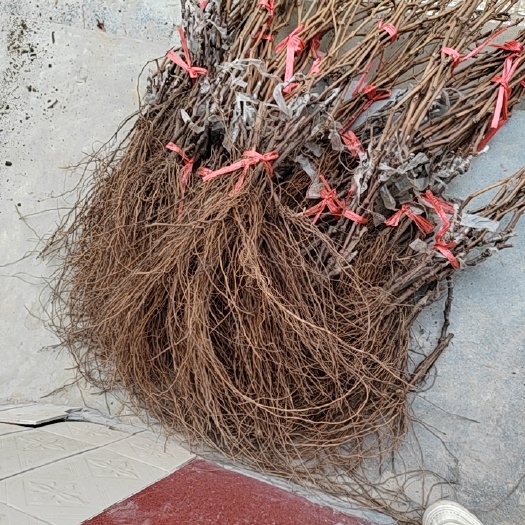 苍溪县阳光玫瑰嫁接葡萄苗  当年挂果