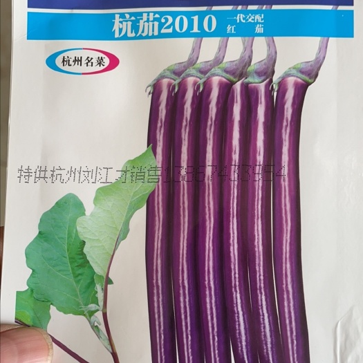 线茄子苗 杭茄苗 嫁接杭茄2010种苗 紫红线茄子苗 茄子苗
