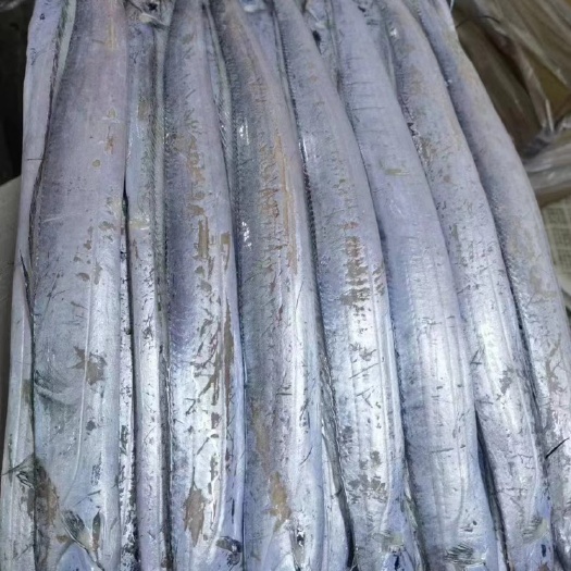 锦州渤海带鱼 冷水带鱼 肉质厚实细腻！有需要的老板联系我～