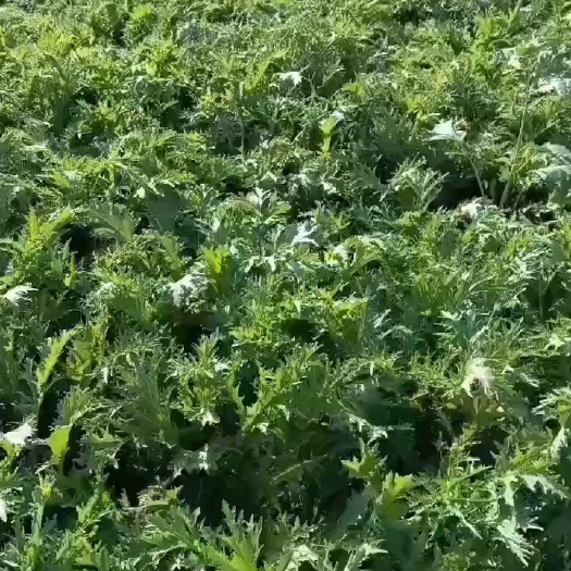 天门市雪里红