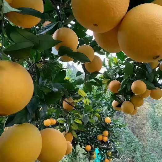 信丰县赣南脐橙