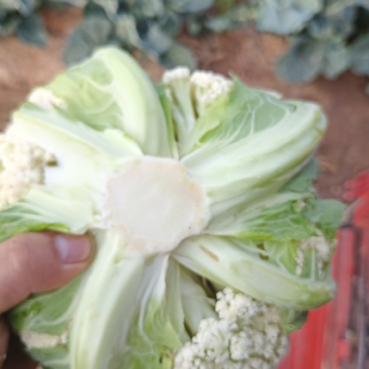 中江县四川精品散花大量上市！需要的联系