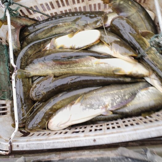 枣阳市生态大口鯰魚