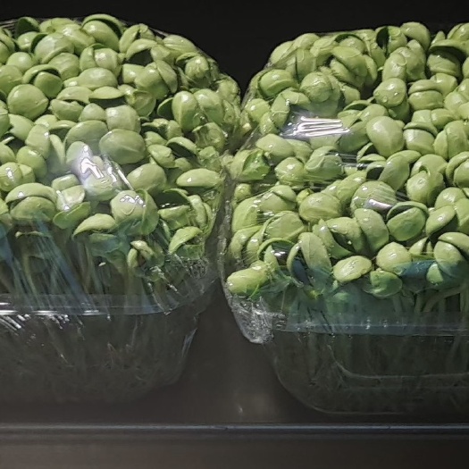 西安陕西西安黑豆苗黑豆芽芽苗菜绿色活体蔬菜直供酒店商超 社区批发