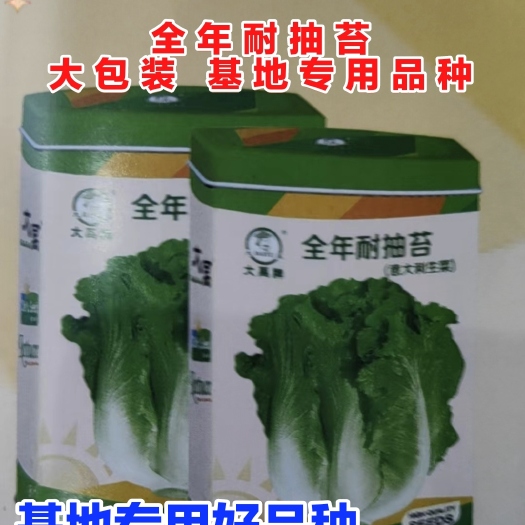 寿光市大包装基地专用品种全年耐抽苔意大利生菜种子好品种基地专用品种