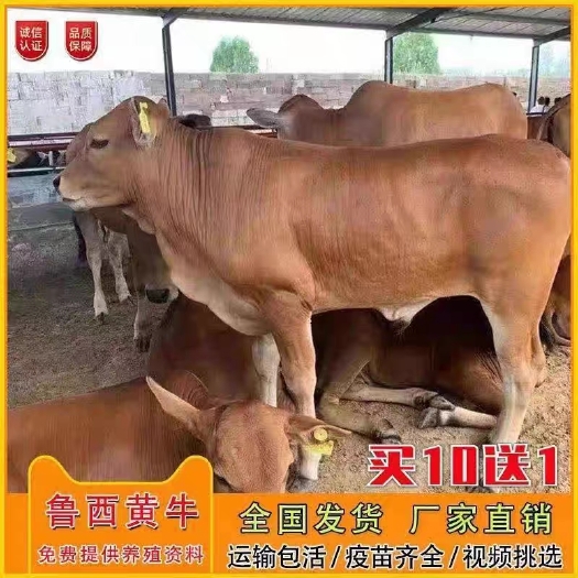 菏泽改良黄牛犊  补贴2000元/头 买十送一 免费送货