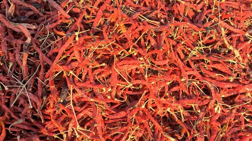 和静县新疆二荆条干辣椒，干度色泽好，30多吨。