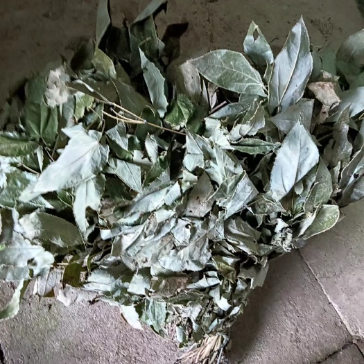 宜昌淫羊藿