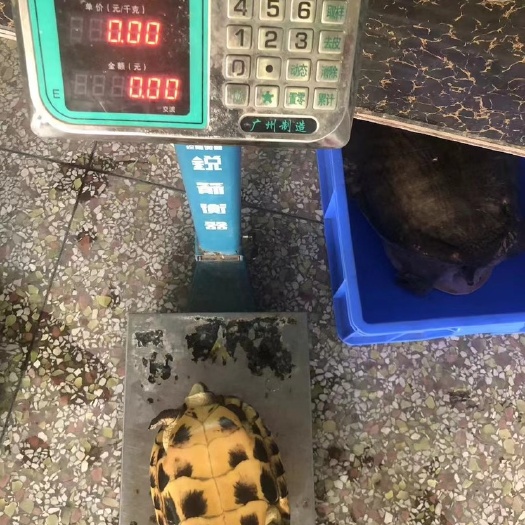 出5个无霸南石龟王母，招财风水，1公4母，龟健康，均重