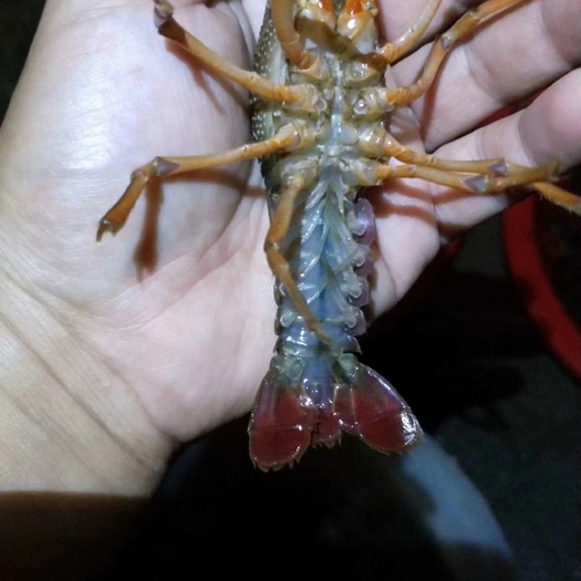 长兴县小龙虾