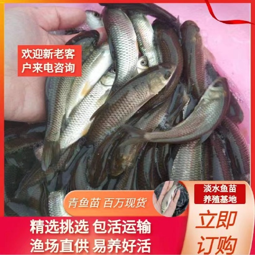 武汉青鱼苗，大小规格