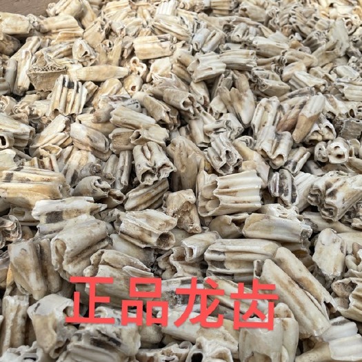 漯河龙齿