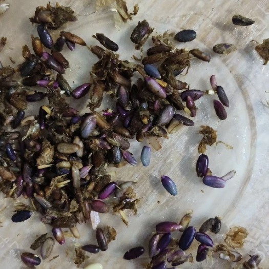 亳州改良白术种子，保证新籽，保证出芽率。不是经营户保证是纯新籽