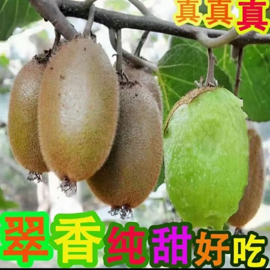 苍溪县翠香猕猴桃苗 包邮 嫁接苗 原产地基地低价批发 品种保证