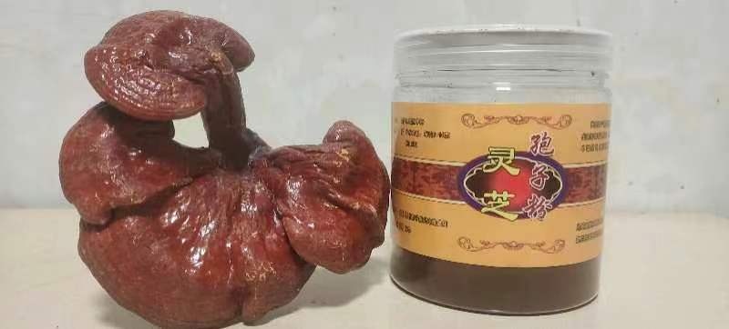金寨县万万推荐灵芝粉未加工原味大棚