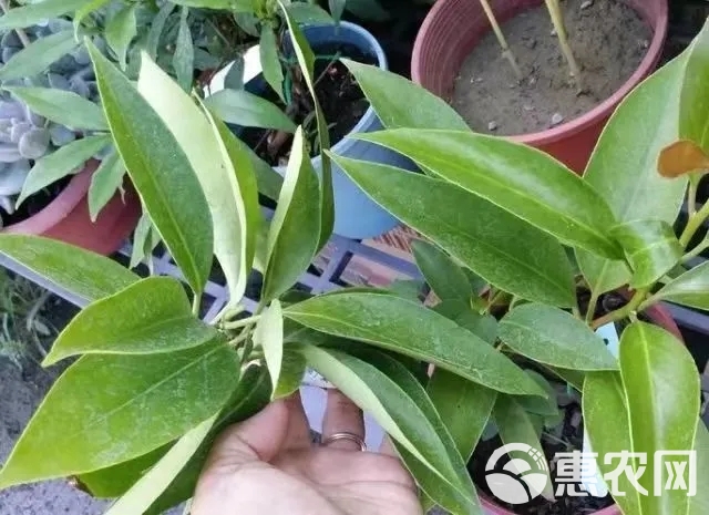 黑老虎，是木兰科南五味子属植物。藤本，全株无毛。叶革质，长圆