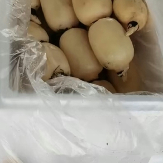 鱼台县箱装莲藕
