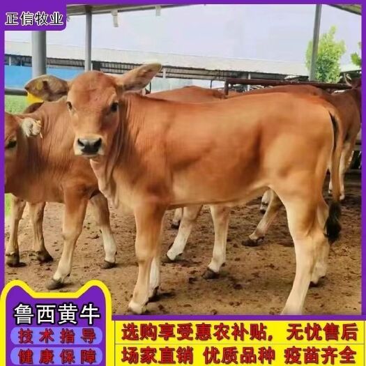 菏泽鲁西黄牛犊 买十送3 每头补贴2000元  免费送货