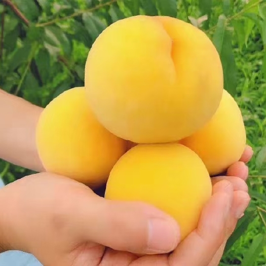 桐柏县黄桃