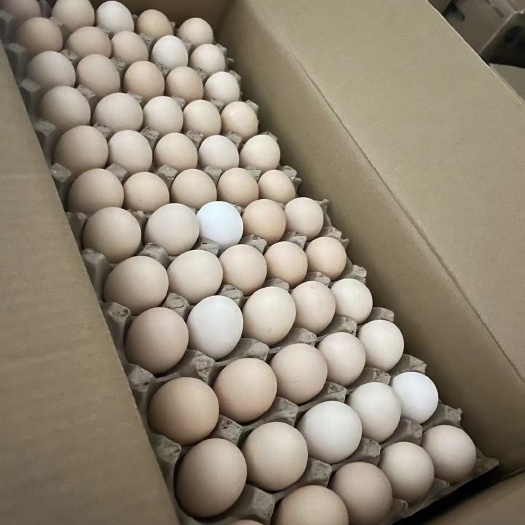 上海正大无抗保洁蛋，品质保证，量大从优