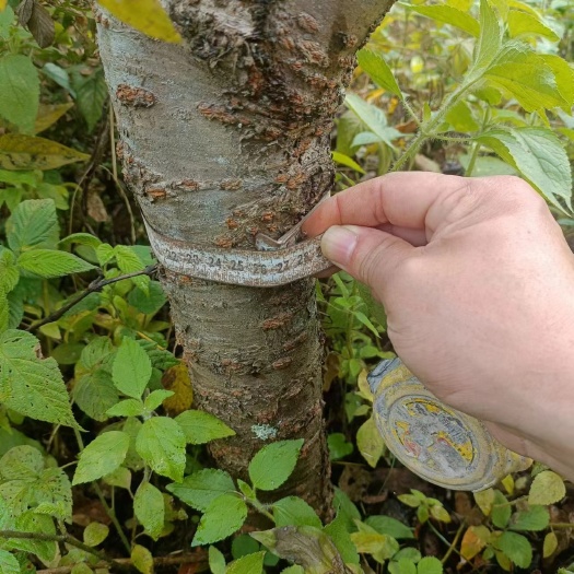 上饶樱桃树