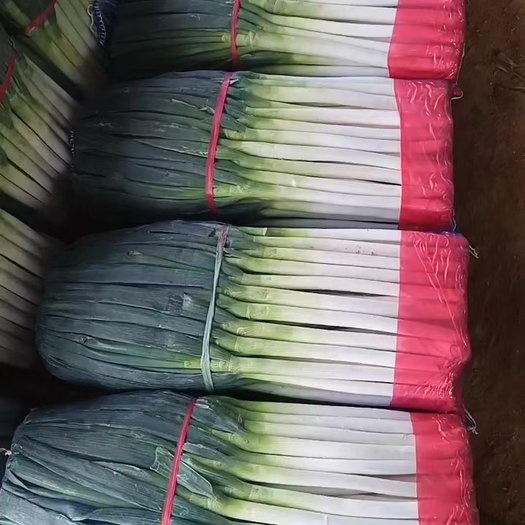 费县铁杆钢葱  山东万亩大葱大量上市，电商平台，商场，超市，