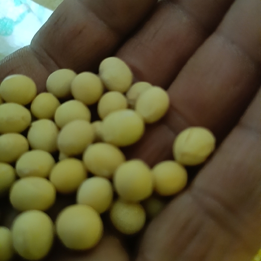霍城县春天种的大黄豆品种