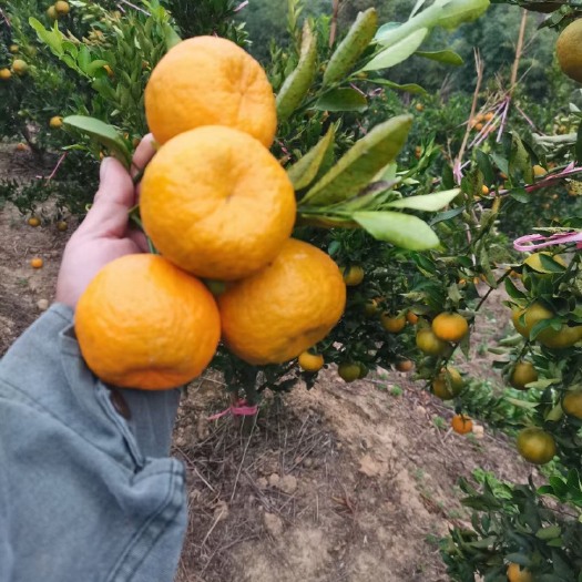 平塘县自家种植新鲜椪柑，新鲜采摘现货供应