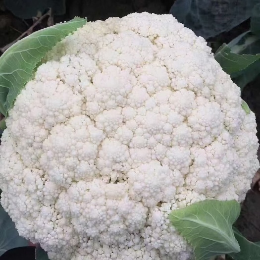 邯郸【散花】大量有货，可对接各大商超市场电商