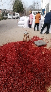 干辣椒艳红新一代 好货次货均有量大