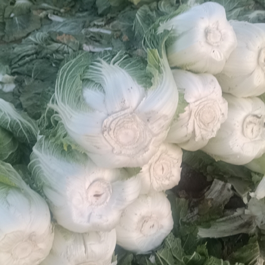 北京黄心大白菜