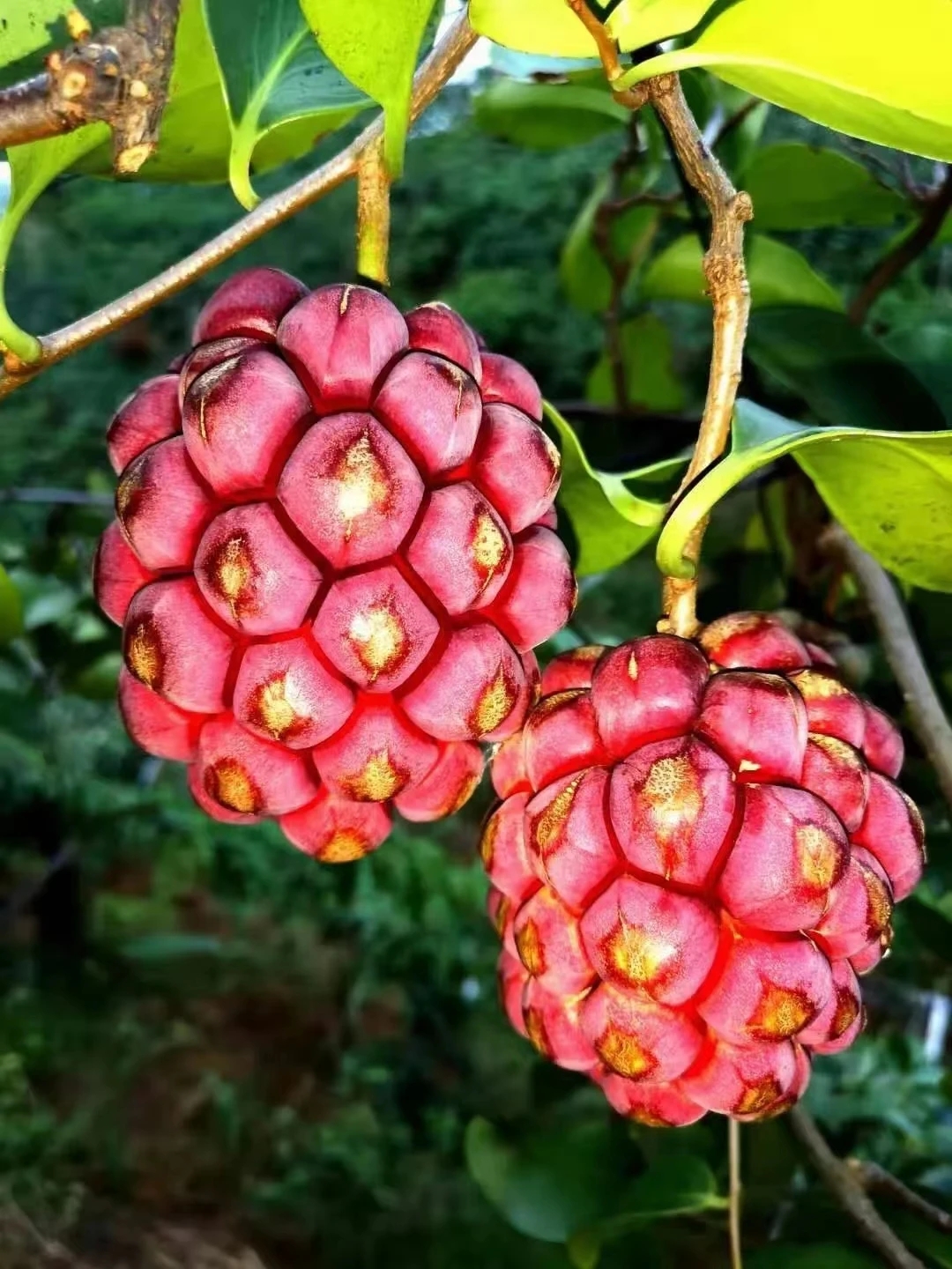 黑老虎，是木蘭科南五味子屬植物。藤本，全株無毛。葉革質(zhì)，長圓