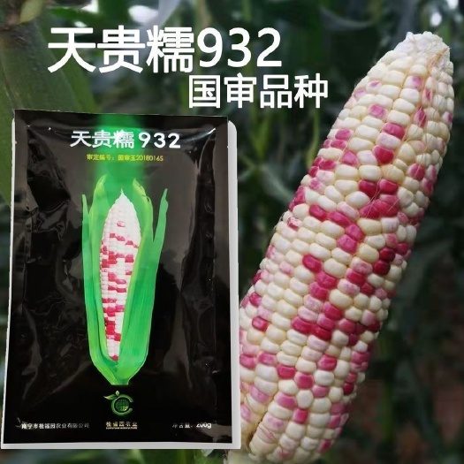 天贵糯932彩甜糯玉米种子