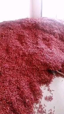 干辣椒艳红新一代 好货次货均有量大