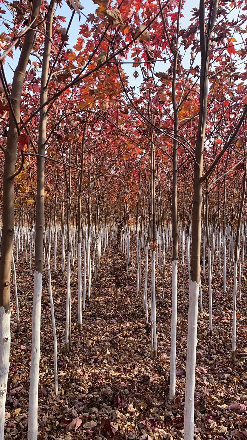 東北遼寧耐寒美國紅楓樹苗批發(fā)價格合理