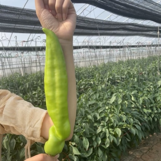 长沙青椒湖南常德本地辣椒新鲜薄皮微辣虎皮青椒新鲜蔬菜辣椒批发现摘