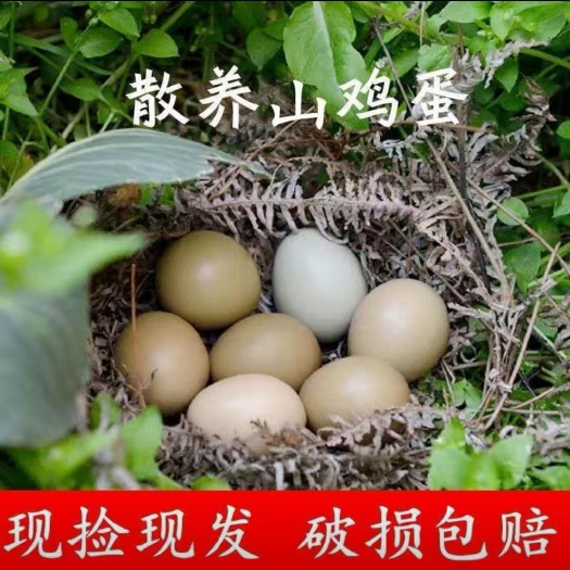 七彩山鸡蛋精品大码蛋每天现捡新鲜发货一手货源质量保证。