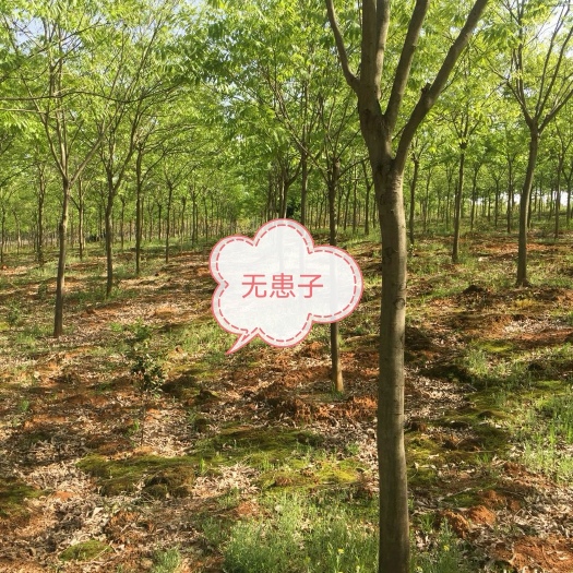 炎陵县无患子树  4~10公分