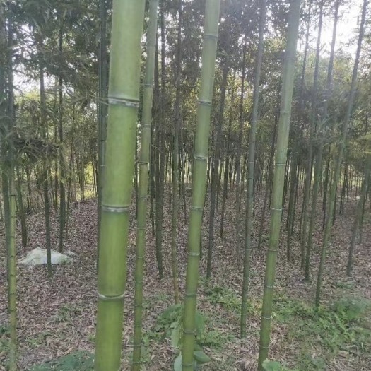 沭阳县楠竹